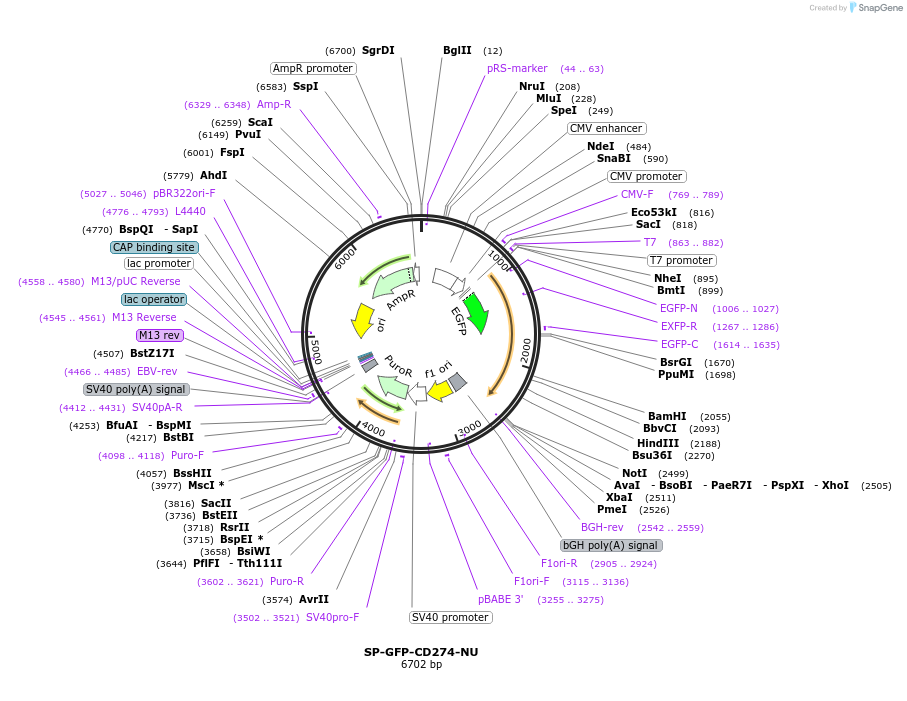121139-plasmid-map-sequence-id-234794
