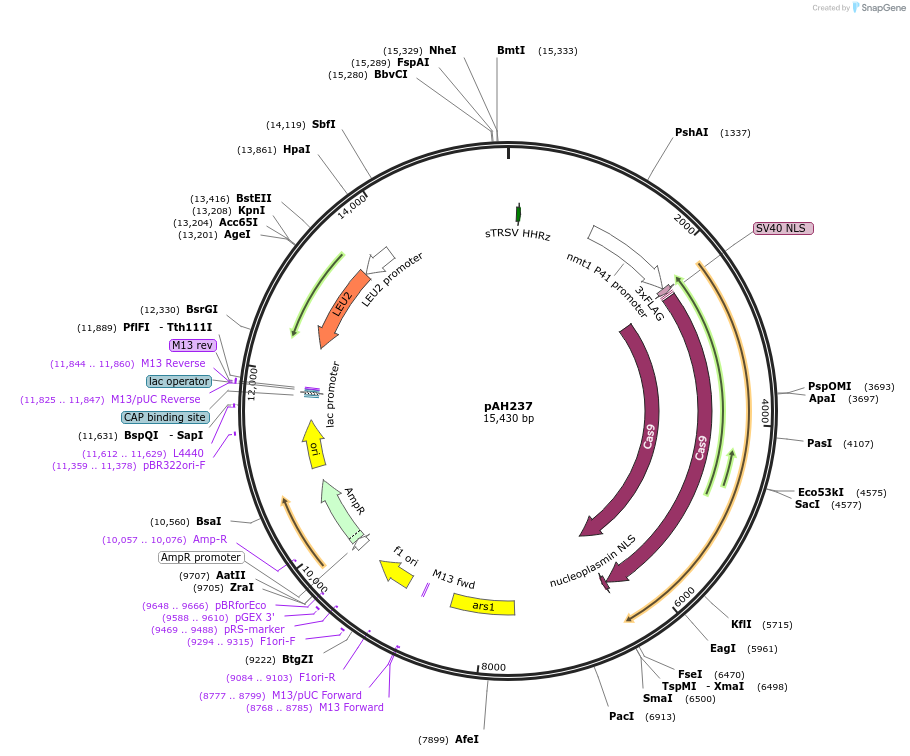 121146-plasmid-map-sequence-id-234796