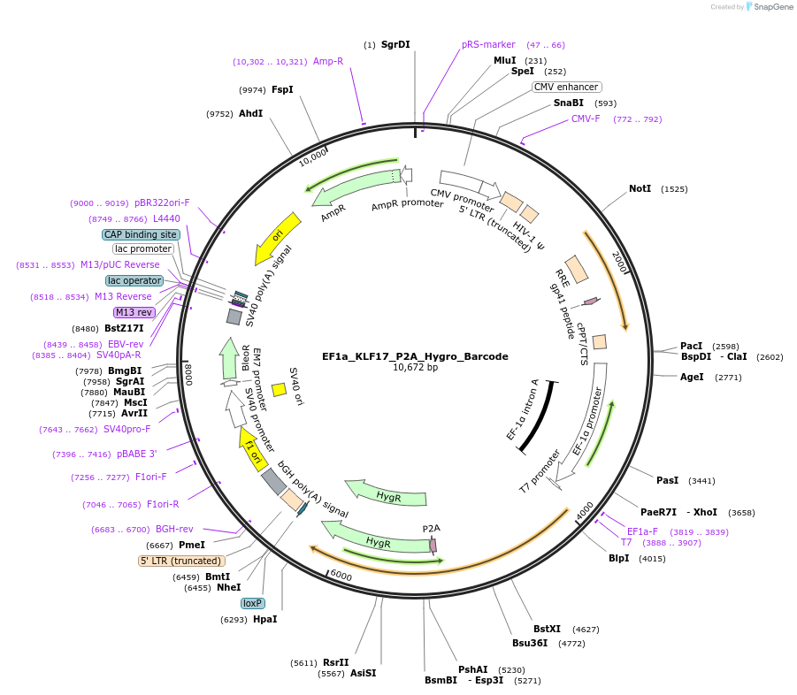 120503-plasmid-map-sequence-id-234801