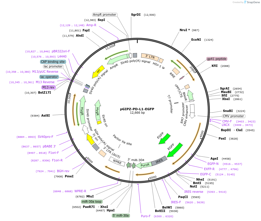120933-plasmid-map-sequence-id-234833