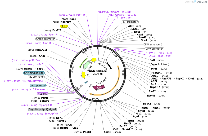 119971-plasmid-map-sequence-id-234838