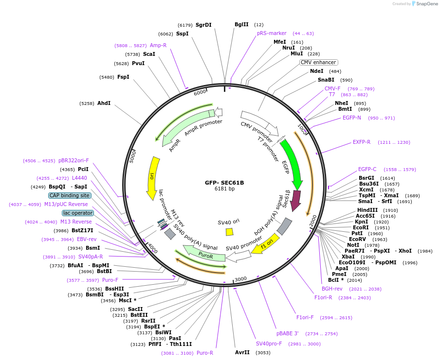 121159-plasmid-map-sequence-id-234839