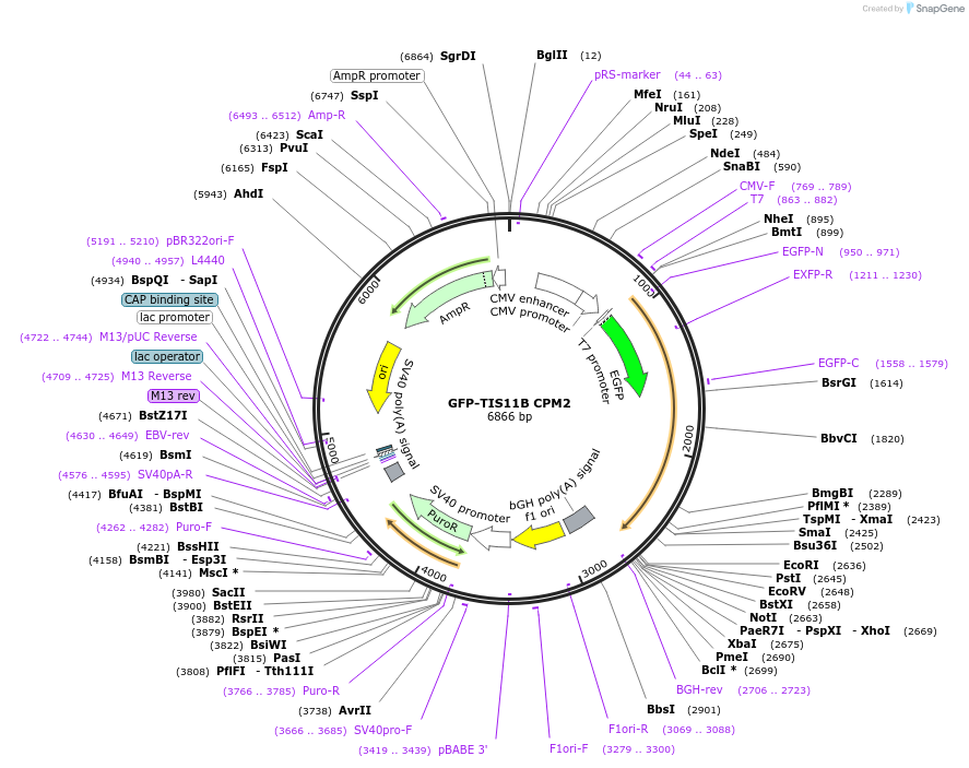 121163-plasmid-map-sequence-id-234889