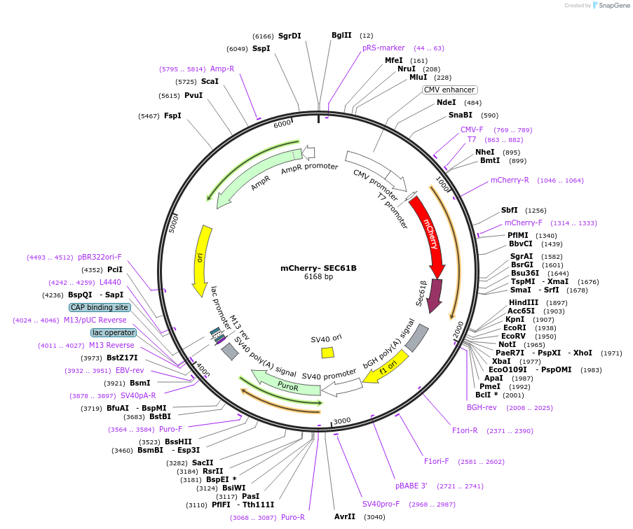 121160-plasmid-map-sequence-id-234900