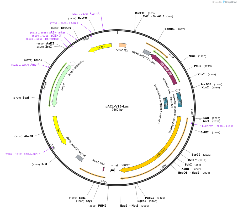 122034-plasmid-map-sequence-id-234911