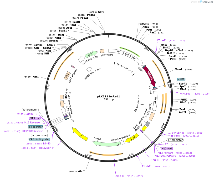 117733-plasmid-map-sequence-id-234915
