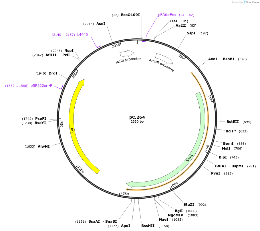 119601-plasmid-map-sequence-id-234917