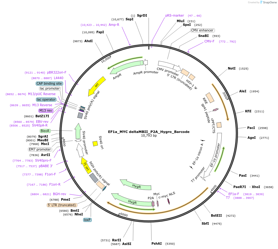 120505-plasmid-map-sequence-id-234918