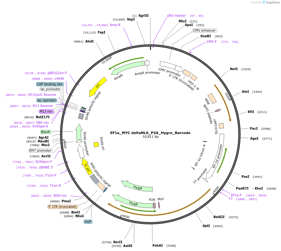 120506-plasmid-map-sequence-id-234926