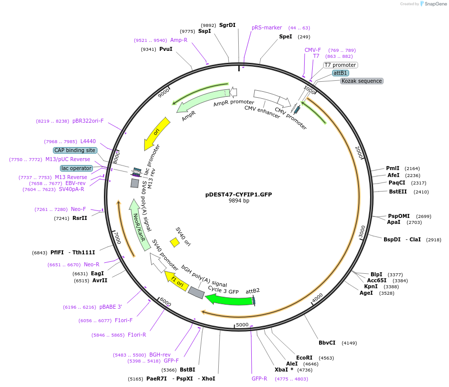 109139-plasmid-map-sequence-id-234935