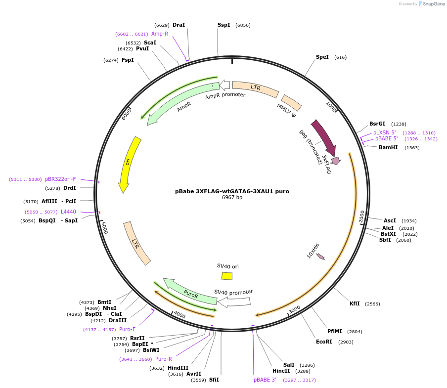 72607-plasmid-map-sequence-id-234938