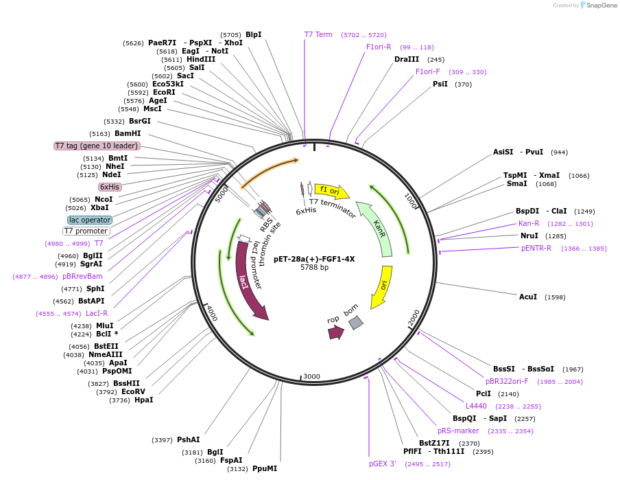 120282-plasmid-map-sequence-id-234939