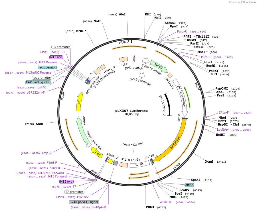 117734-plasmid-map-sequence-id-234946