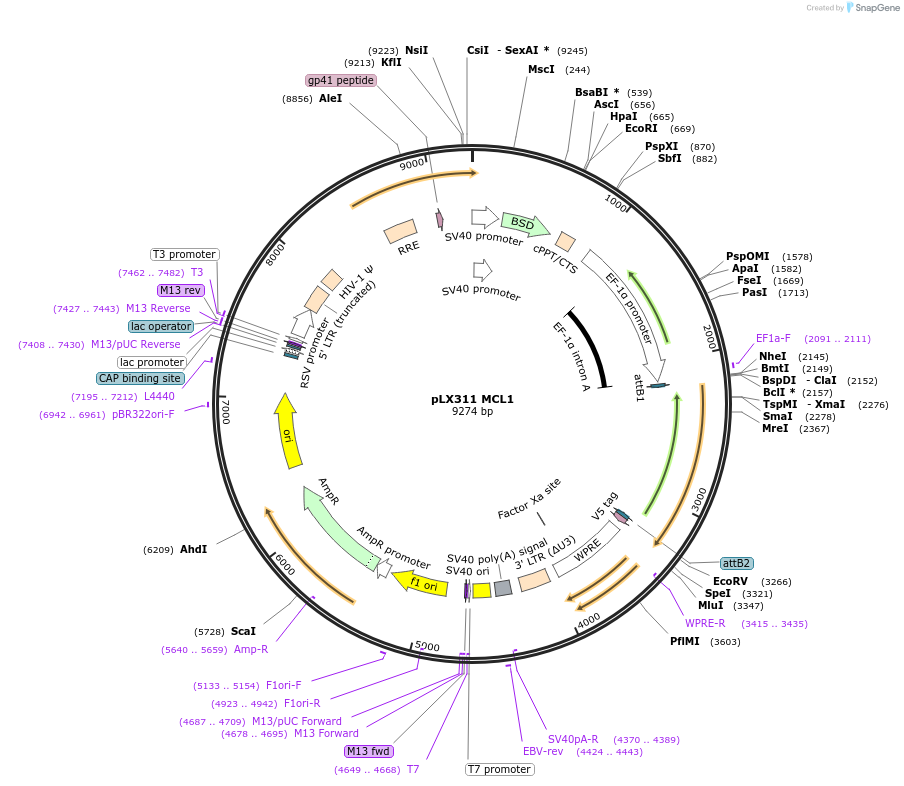 117729-plasmid-map-sequence-id-234953