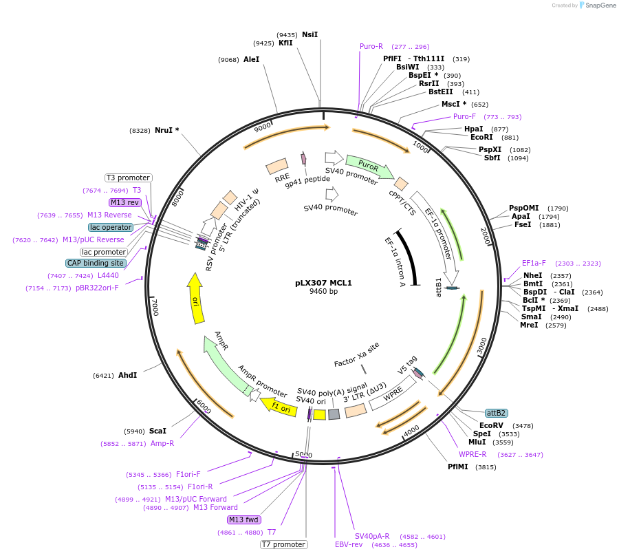117726-plasmid-map-sequence-id-234957