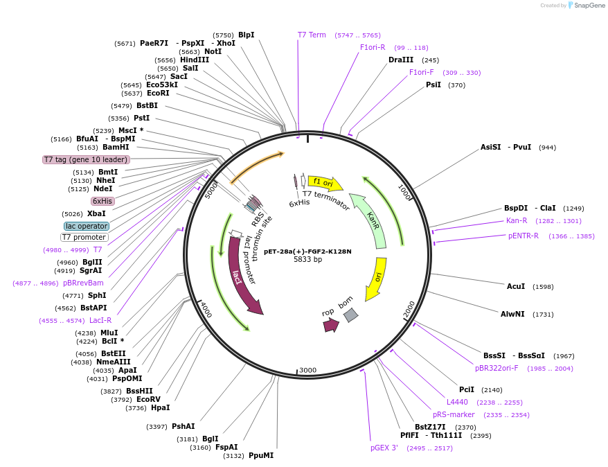 120284-plasmid-map-sequence-id-234965