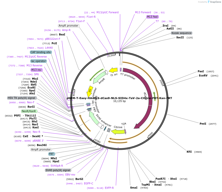 119065-plasmid-map-sequence-id-234970