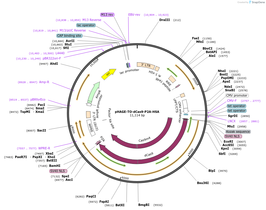 121936-plasmid-map-sequence-id-234972