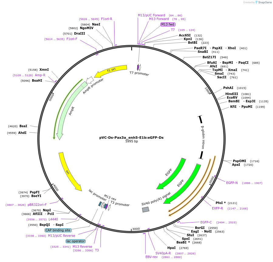119059-plasmid-map-sequence-id-234981