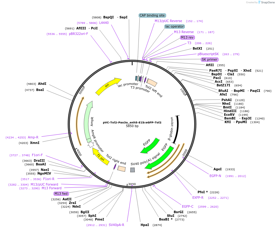 119061-plasmid-map-sequence-id-234984