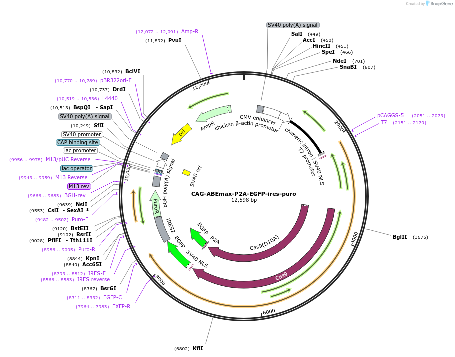 121170-plasmid-map-sequence-id-234985