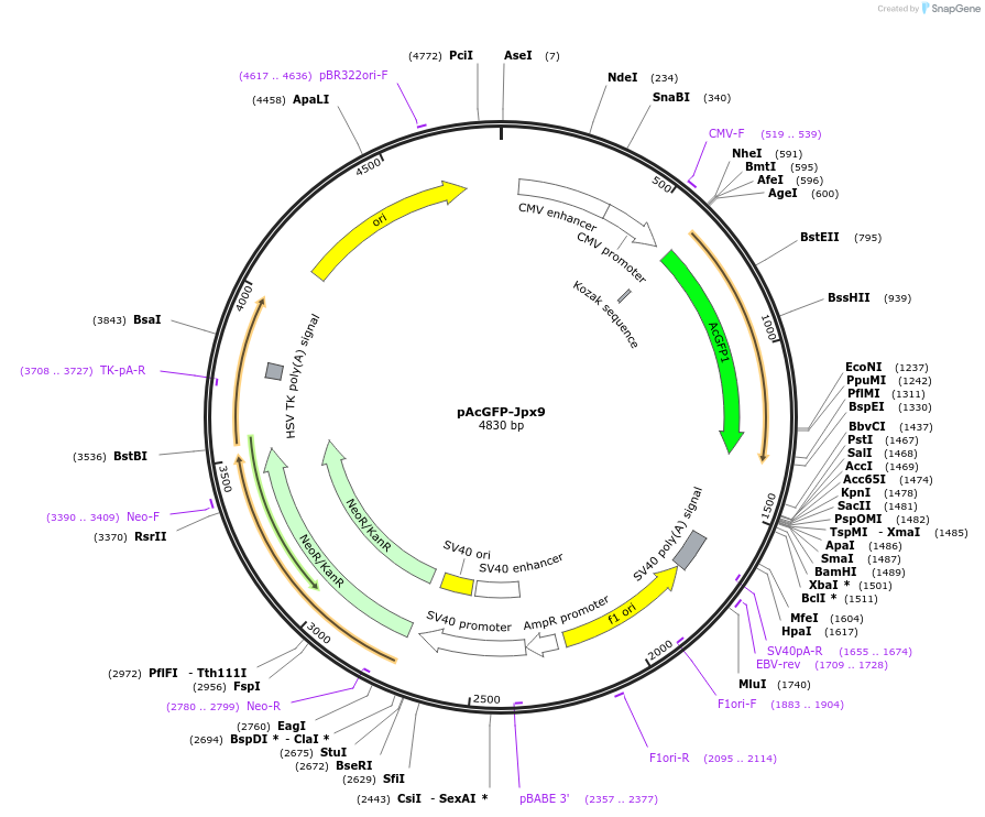 120379-plasmid-map-sequence-id-234991