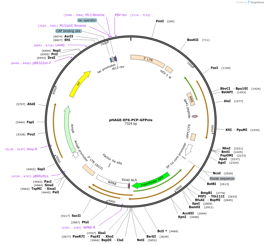 121938-plasmid-map-sequence-id-234992