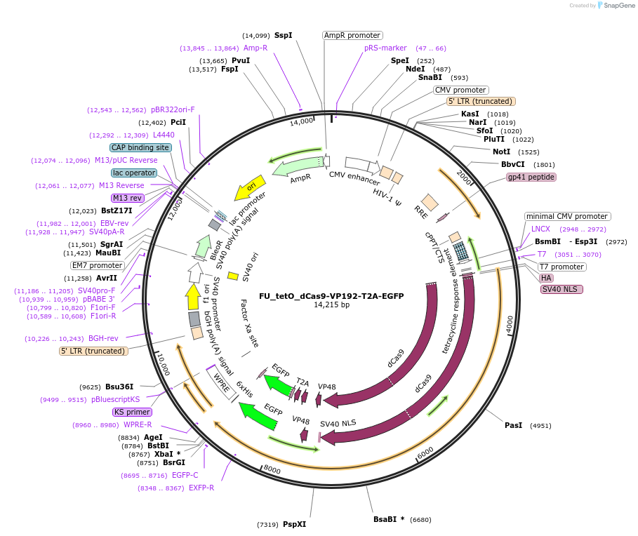 121173-plasmid-map-sequence-id-234995
