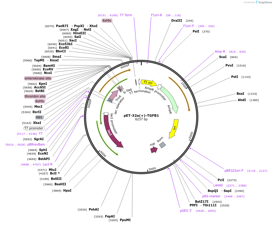 120361-plasmid-map-sequence-id-234998