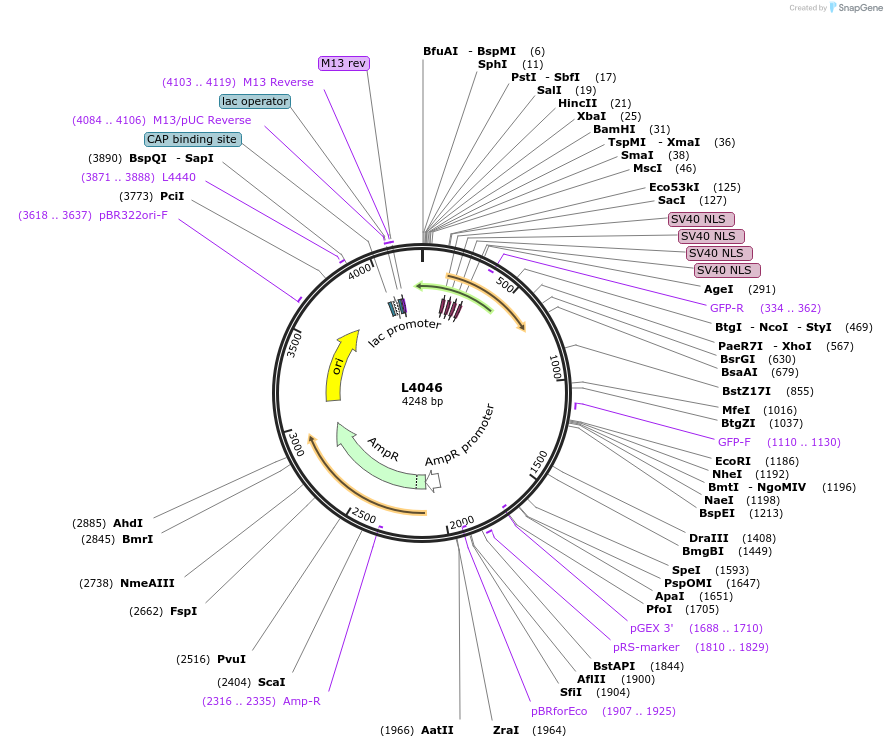 1625-plasmid-map-sequence-id-235