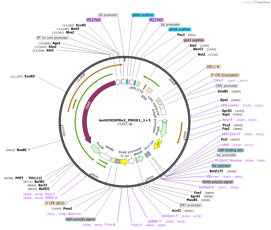 121176-plasmid-map-sequence-id-235001