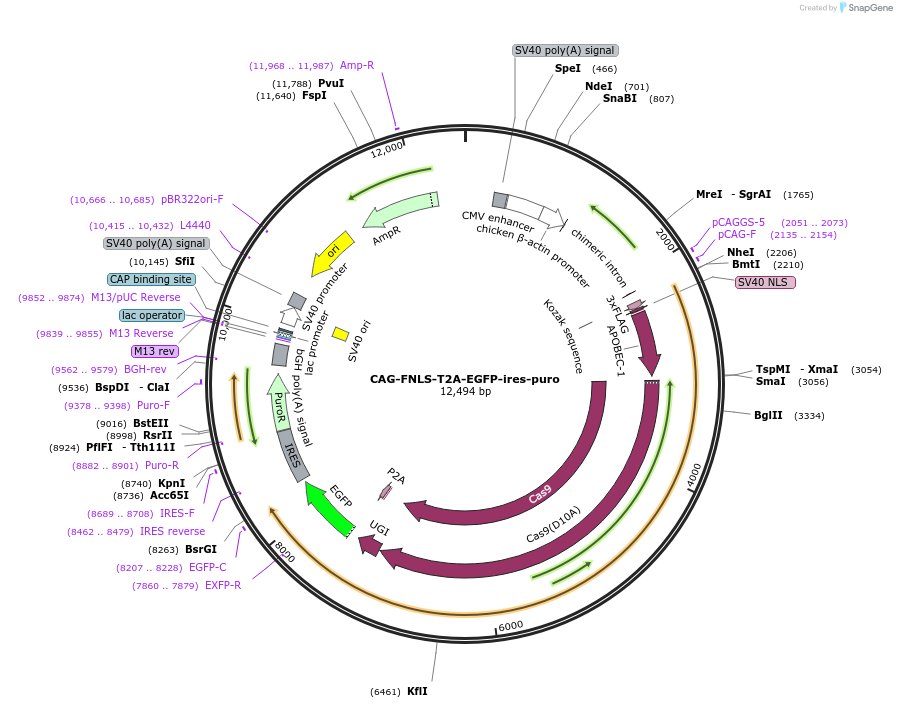 121169-plasmid-map-sequence-id-235002