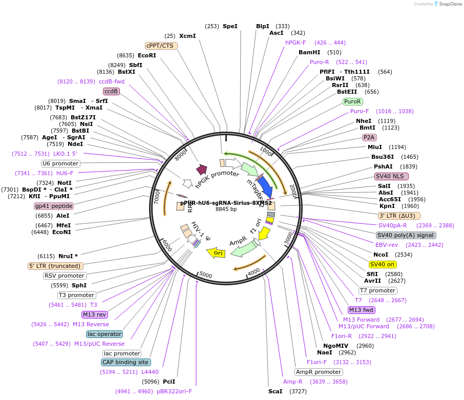 121942-plasmid-map-sequence-id-235005