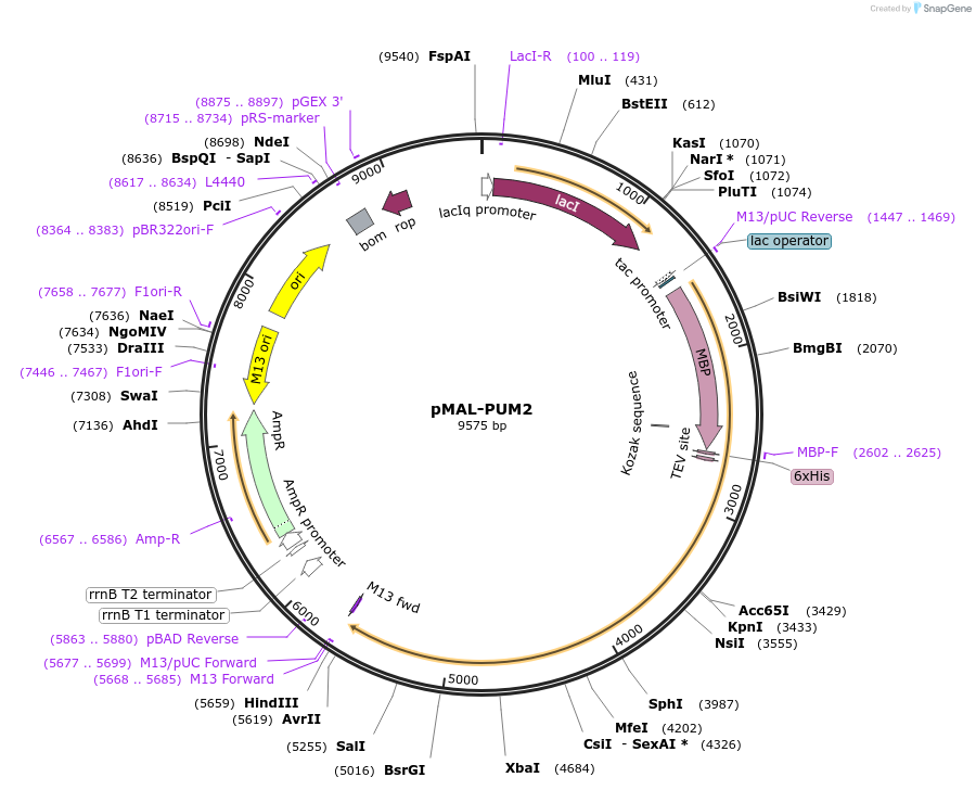 120385-plasmid-map-sequence-id-235012