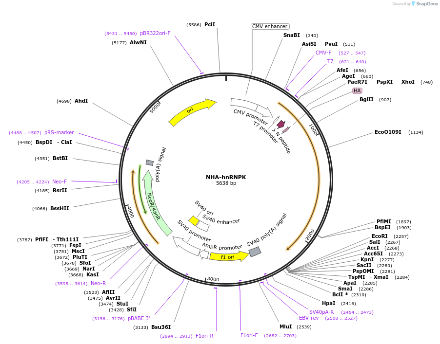 120389-plasmid-map-sequence-id-235014