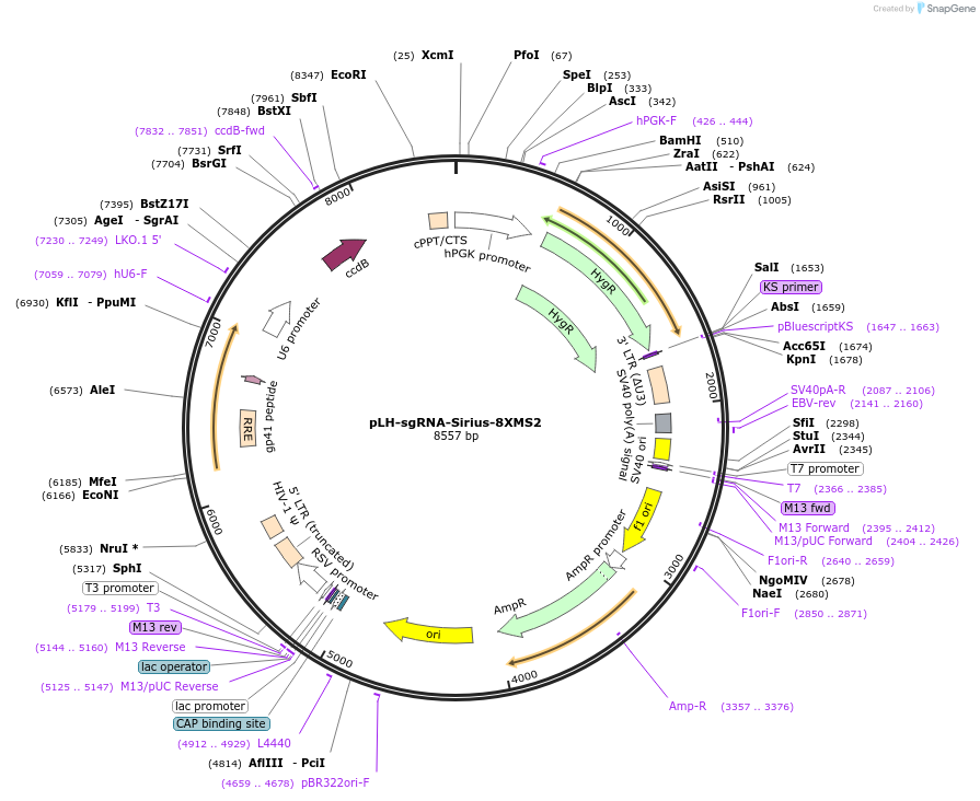 121939-plasmid-map-sequence-id-235015