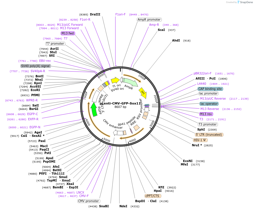120387-plasmid-map-sequence-id-235016