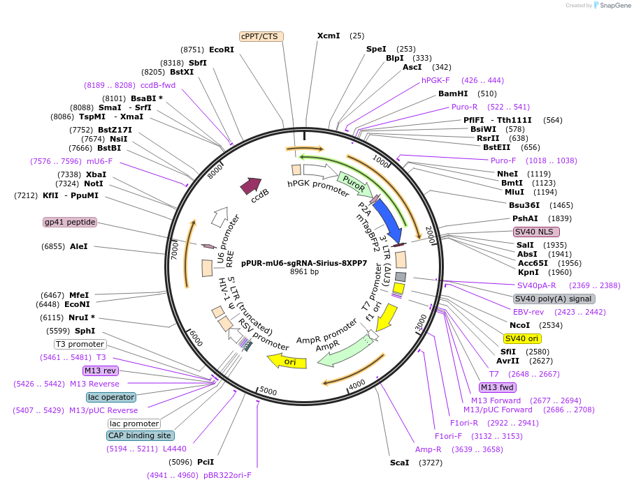 121943-plasmid-map-sequence-id-235017