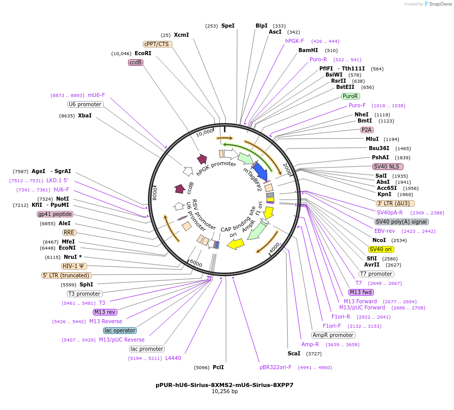 121944-plasmid-map-sequence-id-235018
