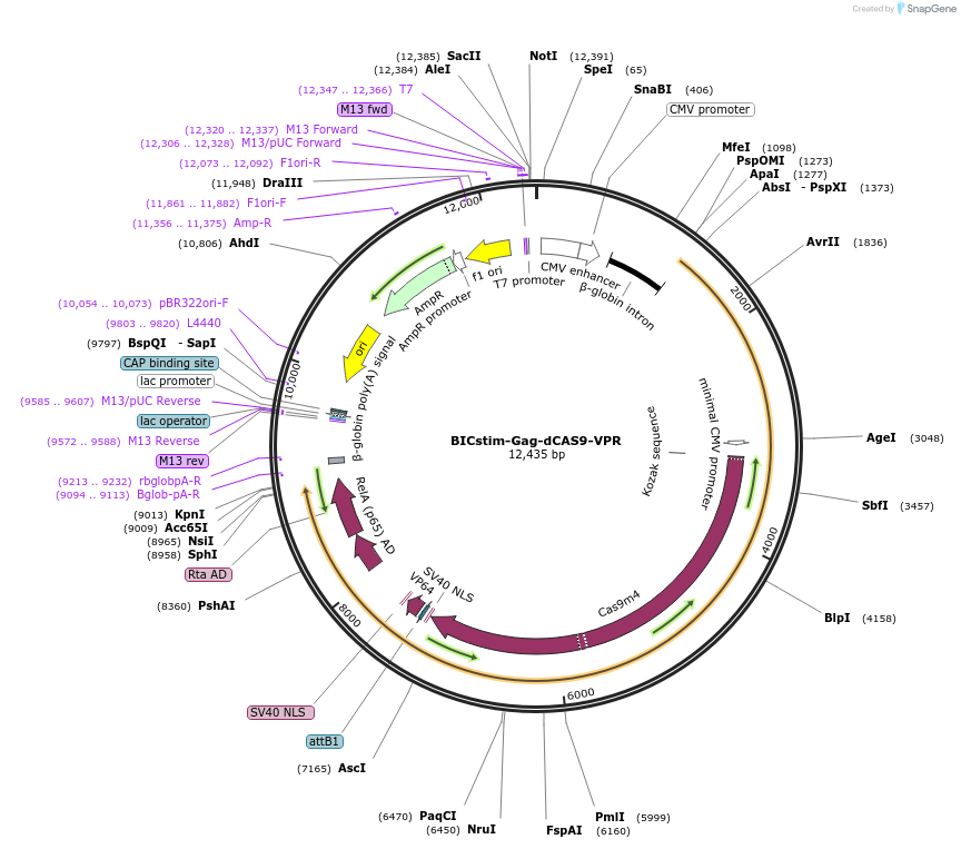 120922-plasmid-map-sequence-id-235074