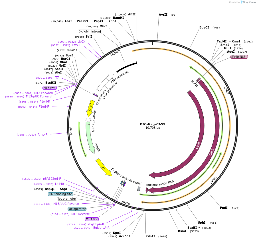 119942-plasmid-map-sequence-id-235075