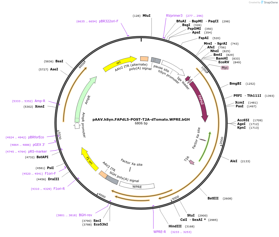 105981-plasmid-map-sequence-id-235076