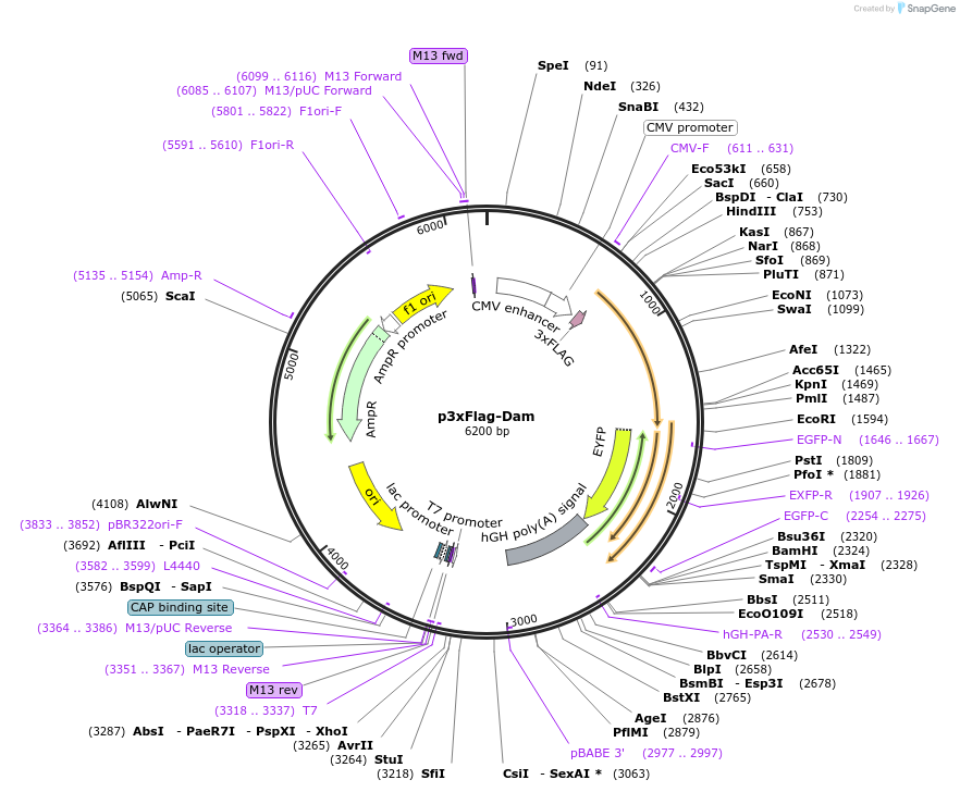 121909-plasmid-map-sequence-id-235098