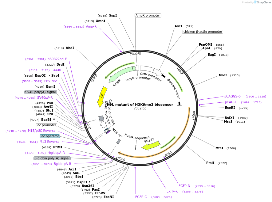 120807-plasmid-map-sequence-id-235134