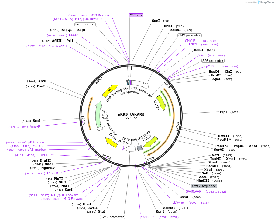 119914-plasmid-map-sequence-id-235137