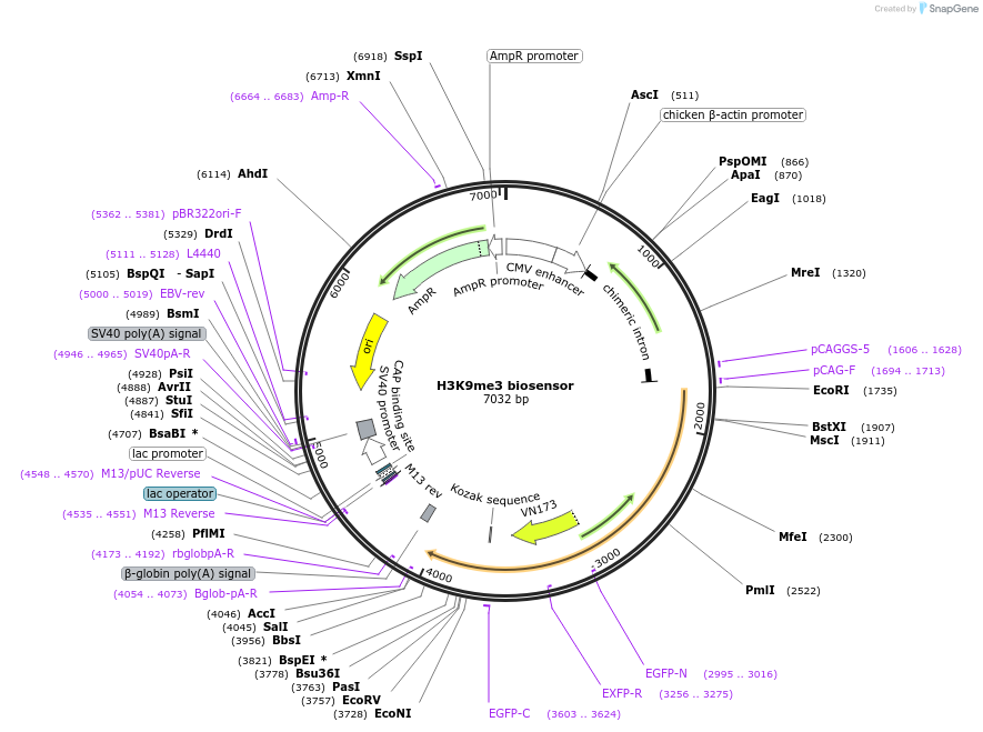 120802-plasmid-map-sequence-id-235185