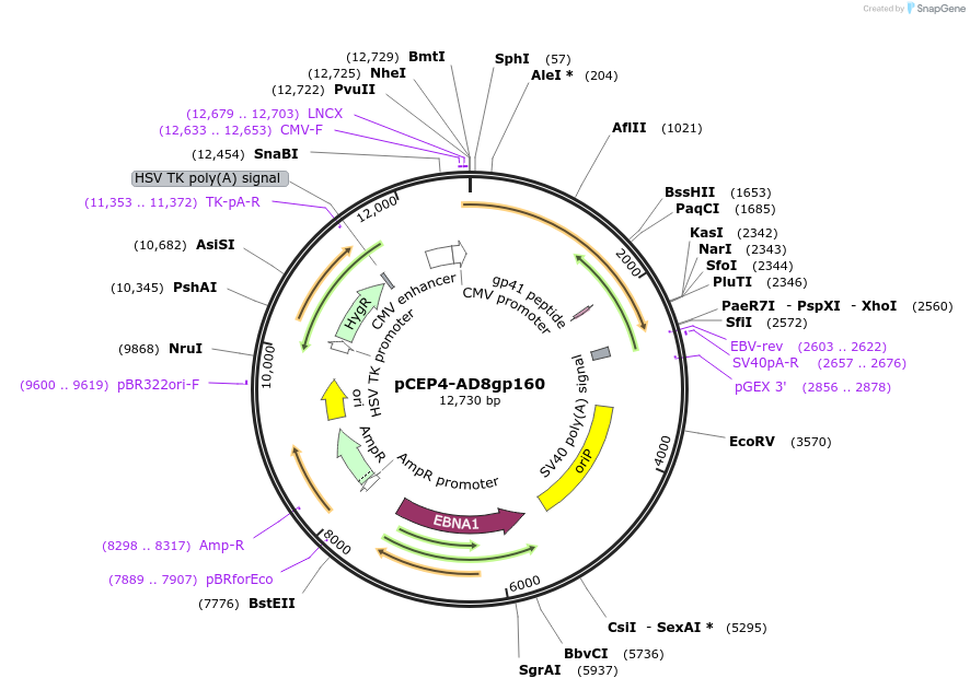 123260-plasmid-map-sequence-id-235225