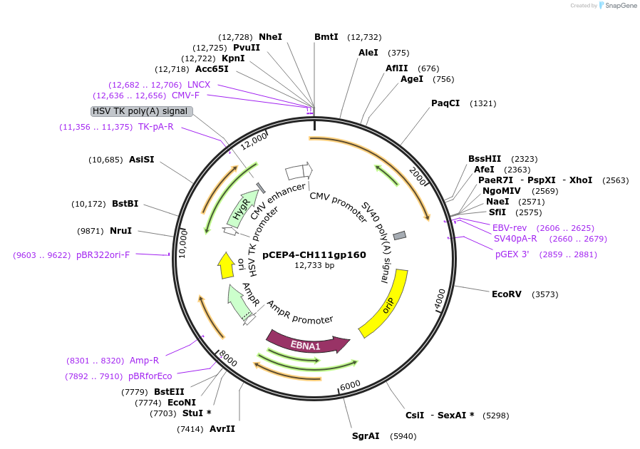 123268-plasmid-map-sequence-id-235229