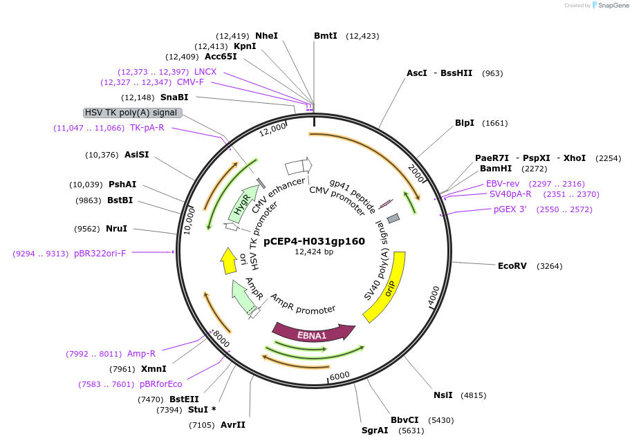 123272-plasmid-map-sequence-id-235235