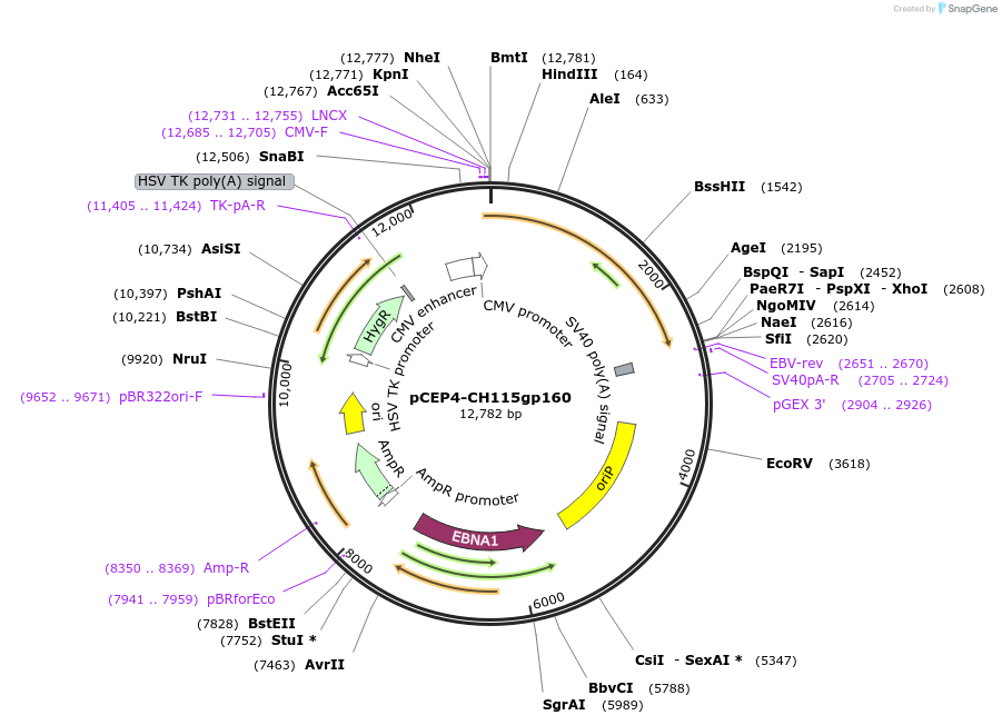 123280-plasmid-map-sequence-id-235246